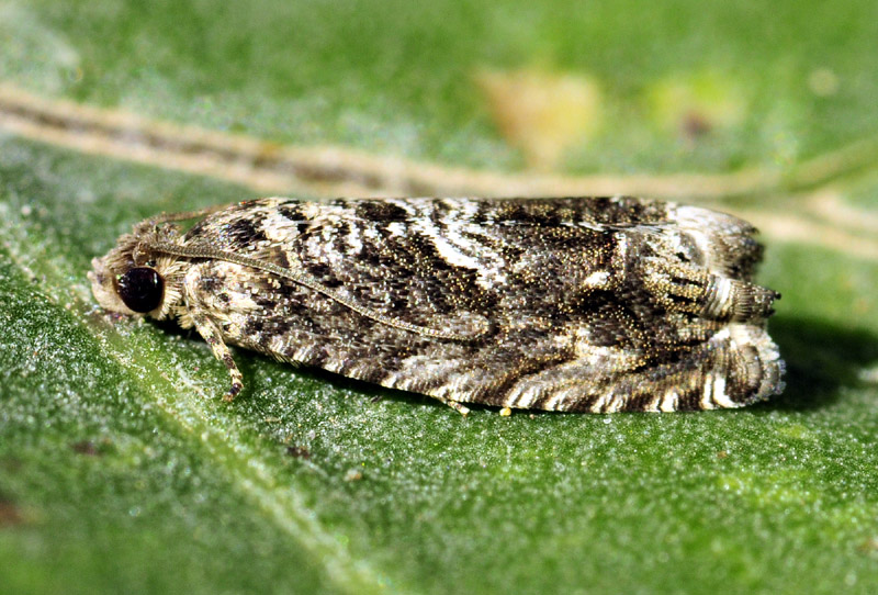 Alcune specie dall''Appennino modenese